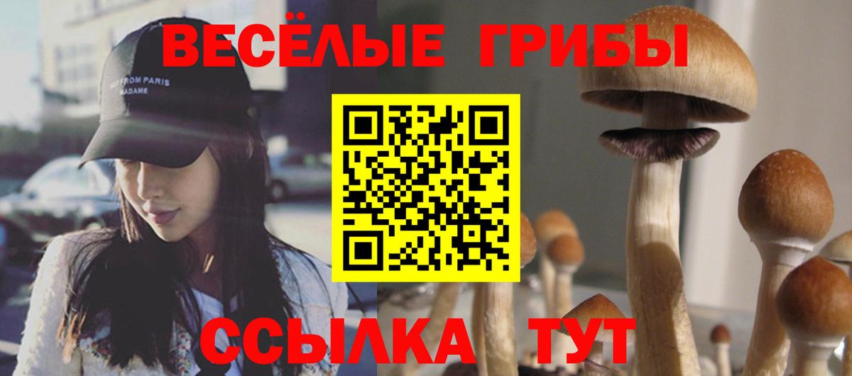Псилоцибиновые грибы Cubensis Тимашёвск